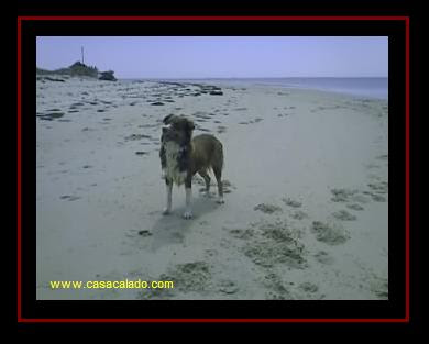 Australian Shepherd in Armona Island