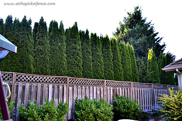 privacy fence with lattice plans