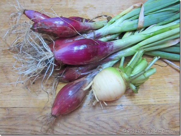 Rosso_Lungo_onions