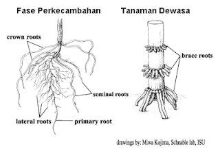 Morfologi Tanaman Jagung  Dinasti Gudang Ceurana