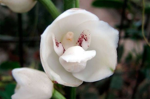 Peristeria high (Peristeria Elata)