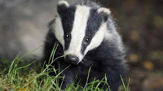 Facts about Badger