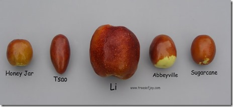 jujube2