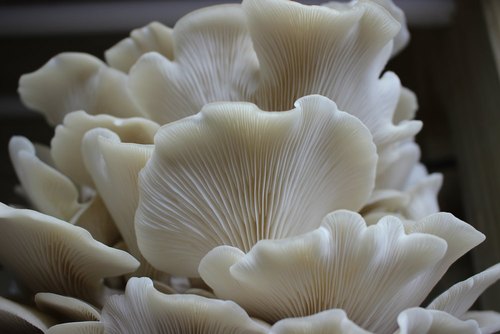 White oyster mushroom supplier | Mushroom supply | Biobritte mushroom center