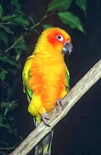 Parrot