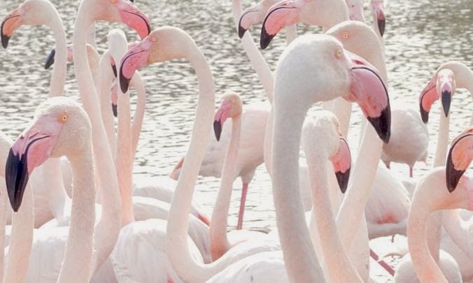 FRIDAY'S FFFFOUND: FLAMINGOS