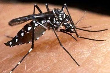  Baixa Grande registra caso de febre Chikungunya