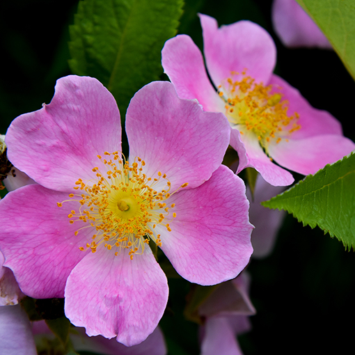 Flowers at the Atlanta Botanical Garden | Photo by Travis Swann Taylor