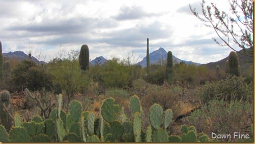 Desert museum_315_thumb