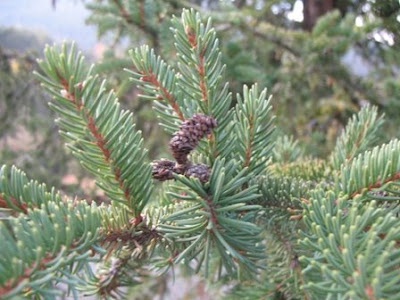 Norway Spruce - Picea abies