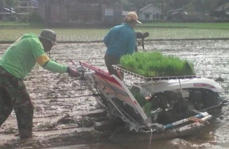 Dandim 0312 Padang Perintahkan Babinsa Bantu Petani Tanam Padi dengan Mesin Transplanter