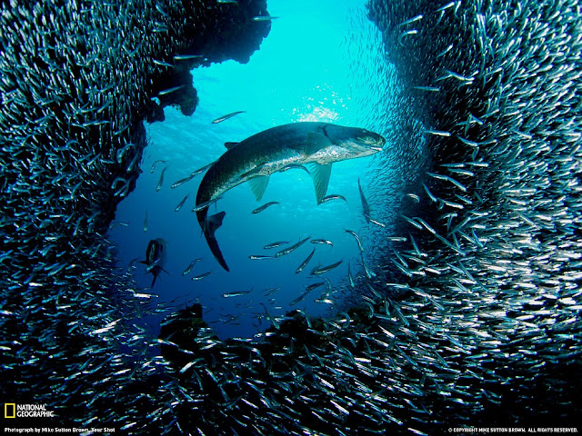 The amazing underwater world and its inhabitants