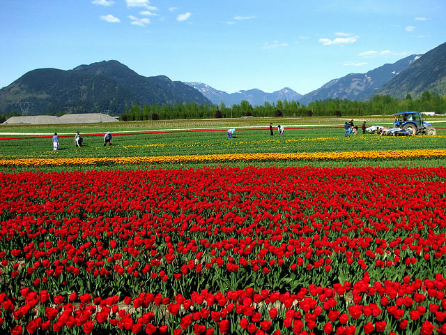 wow Pemandangan  Indah Taman Bunga Tulip di Belanda  