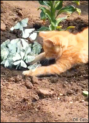 Funny Kitten GIF •  Kitty tries to counts beautiful butterflies 1... 2... 3... ... 5... 50... 100...😳 Hmm too many [ok-cats.com]