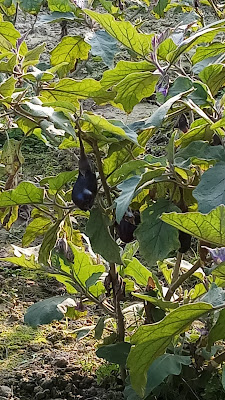 Eggplant | Brinjal | बैंगन | বেগুন