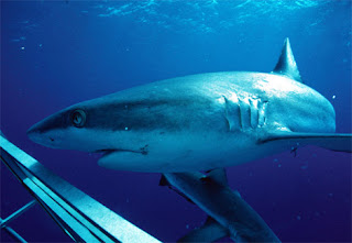 grey reef shark