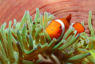 Amazing Underwater Photography Giambattista Isabella