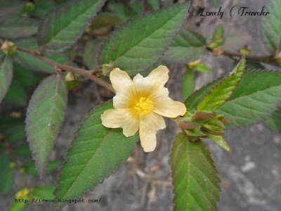 Arrowleaf sida - Sida rhombifolia