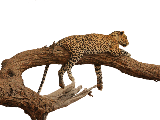 leopard hd images