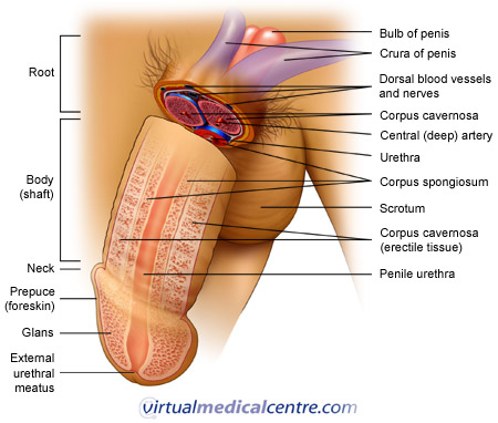 Male Enhancement Pills Edmonton : 3 Ways To Beat Premature Ejaculation & The Best Way To Be King In Bed!