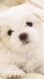 Best Maltese Puppy Wallpapers for iPhone 5