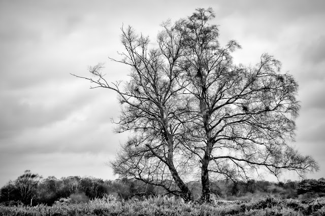 Large tree in beautiful monochrome on the Dorset coast