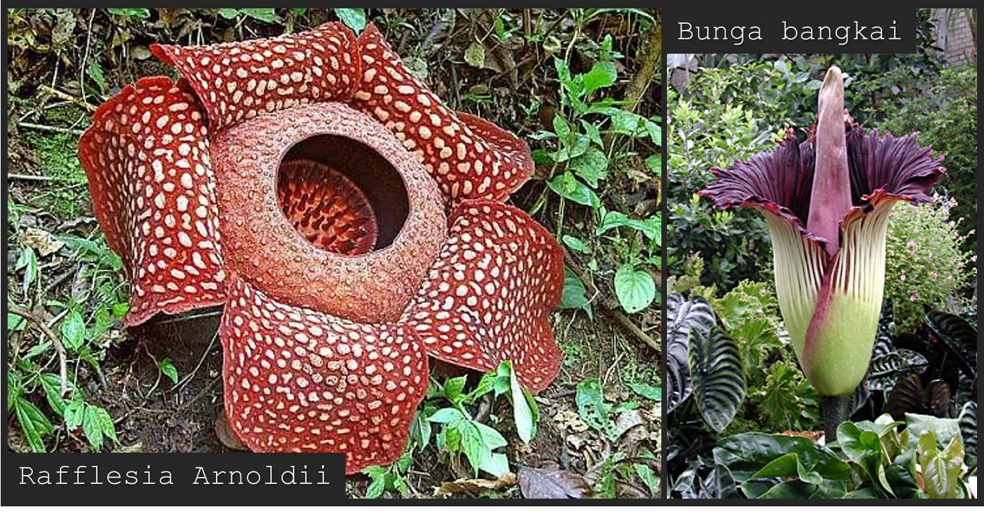  Rafflesia  Arnoldii Berbeda dengan Bunga  Bangkai Lho 