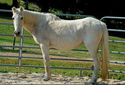Cushing Disease In Horses Pictures1