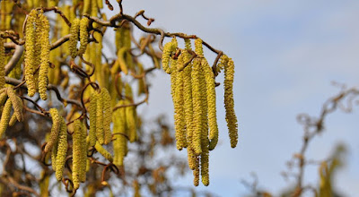 Fiori femminili del nocciolo.