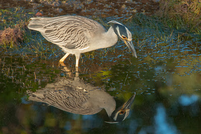 Yellow-crowned Night-Heron