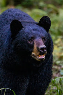 #black bear coservation#