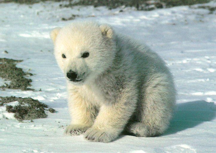 Cute PolarBear Cub Sitting On Snow