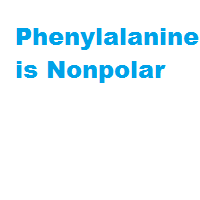 Phenylalanine is Nonpolar