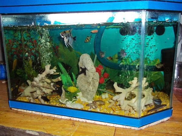  Cara  Membuat  Filter Super untuk Aquarium  POETRY 3 BLOG