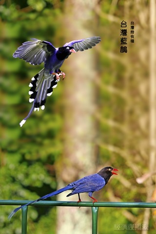 z_MG_6881c