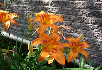 Daylilies