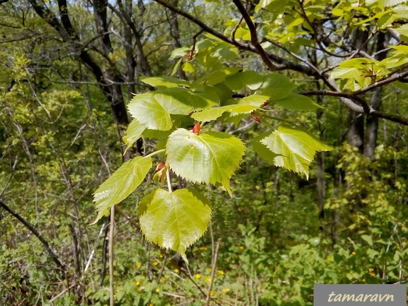 Липа амурская (Tilia amurensis)