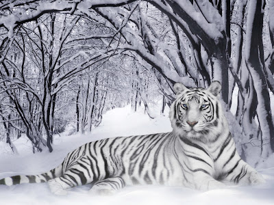 White Tiger Wallpapers 03