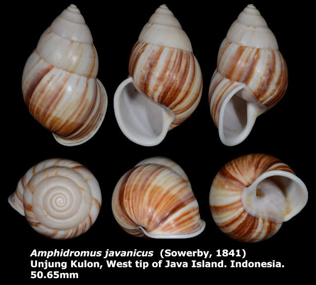 Amphidromus javanicus 50.65mm