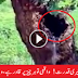 Miracle of Allah Tree Watering The Plants In Garden