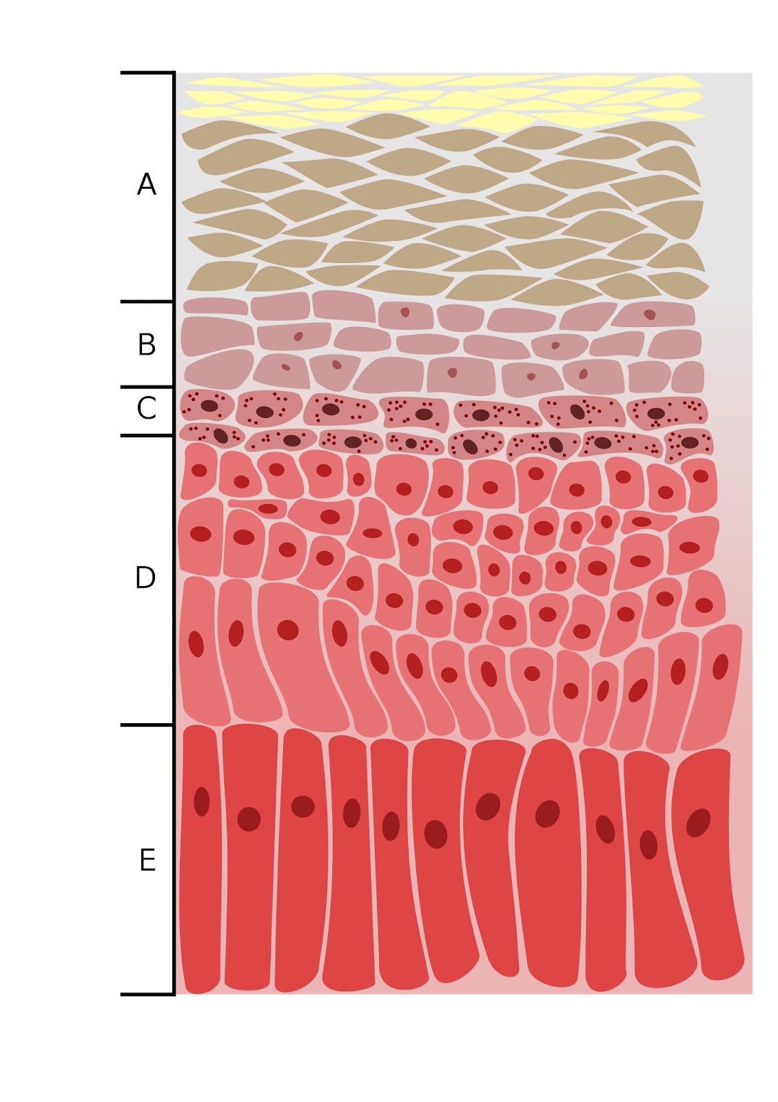 人間の表皮の五層：角質層と淡明層と顆粒層と有棘層と基底層