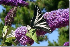 lopez tiger swallowtail 062015 00004