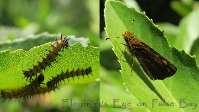 Acraea butterfly