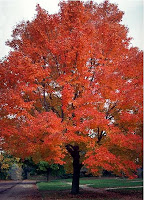 Autumn Flame Maple4