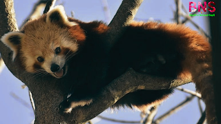 Red panda cute wallpaper images free download mobile status desktop wallpaper, red pandwnload,facebook,instagaram,free,funny red panda images,image of red panda,red panda pictures gi,giant red panda images,getty images red panda,red panda images hd,red panda habitat images,the picture of red panda,red panda images pictures,images of red panda bears,images of red panda habitat,red panda printable pictures,red panda pictures to print,photos of red panda,red panda reaction images,free red panda images,red panda sweet pictures,red panda pictures to color,red panda pictures to colour,rea hd images