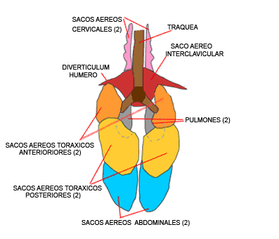 Resultado de imagen de Saco aéreo