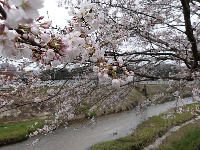 鳥取県西伯郡南部町鴨部の 法勝寺川沿いの桜並木