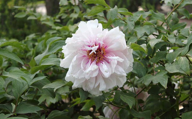 Peony Flowers Pictures