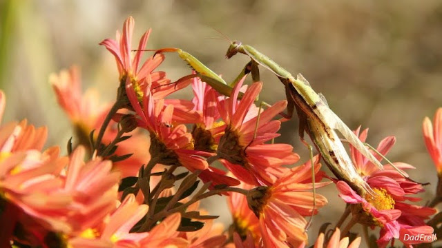 Une mante religieuse sur des chrysanthèmes