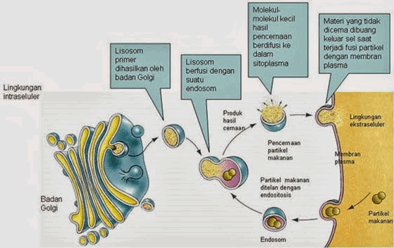 Proses Pembentukan Lisosom